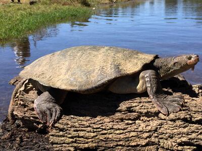 Adult Mary River turtles are not too difficult to find if you know where to look. Marilyn Connell