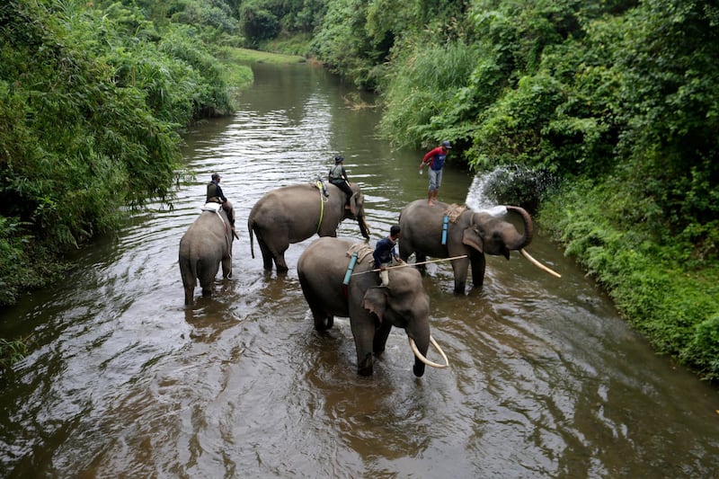 Mahouts and forest rangers bathe their elephants at Mila Pidie Conservation Response Unit (CRU) in Pidie District, Sumatra, Indonesia. The Elephant Patrol, a joint project between the Aceh Natural Resource Agency and the CRU, uses rangers riding trained elephants to push back wild ones posing a threat to human settlements in the forest. EPA