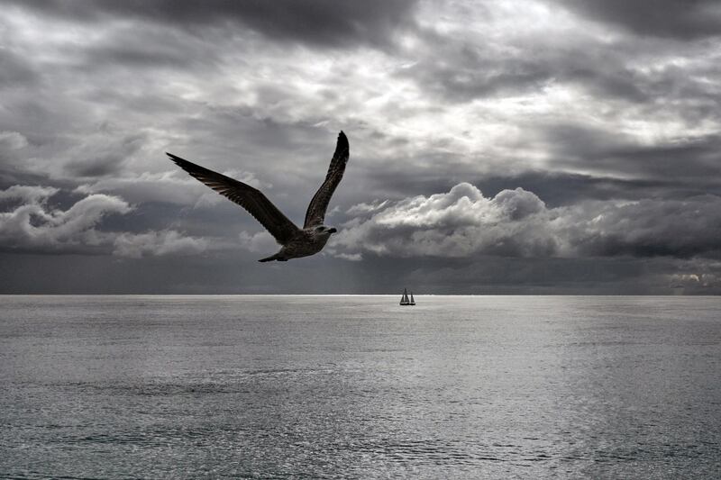 A seagull flies over the Mediterranean sea on the French riviera city of Nice. AFP