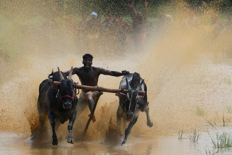 TOPSHOT - A jockey races a pair of bulls on a paddy fields during the annual Kalapoottu bull running festival on the ocassion of Onam festival celebrations in the village of Vengannur near Palakkad on September 12, 2019.  / AFP / Arun SANKAR
