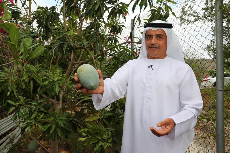 Ahmed Al Hefeiti showing one of mangoes he grows at his nursery Wadi Dafta Plantation in Fujairah. Pawan Singh / The National