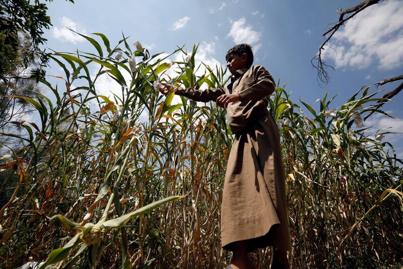 A Yemeni protects a cornfield from birds in Sanaa, Yemen. EPA