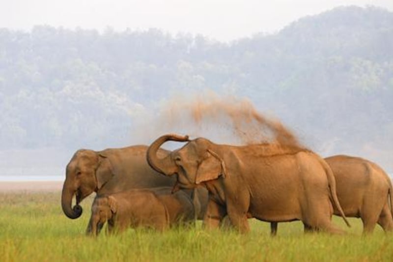 Asian Elephant ( Elephas maximus) at Corbett National Park, Uttaranchal, india