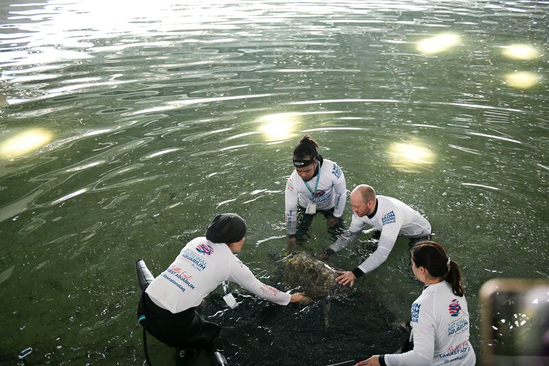 The aquarium will continue to monitor the turtles until they are deemed fit to swim back to the open sea