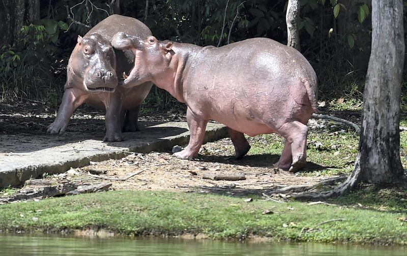 Hippos are seen at the Hacienda Napoles theme park, once the private zoo of drug kingpin Pablo Escobar at his Napoles ranch, in Doradal, Antioquia department, Colombia on September  12, 2020. - Escobar bought four hippos from a zoo in California and flew them to his ranch in the early 1980s. Left to themselves on his Napoles Estate, they bred to become supposedly the biggest wild hippo herd outside Africa -- a local curiosity and a hazard. (Photo by Raul ARBOLEDA / AFP)