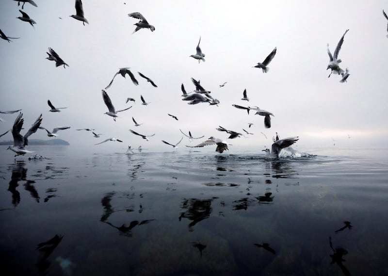 Seagulls feast on bread crumbs in Ohrid, North Macedonia.  Reuters