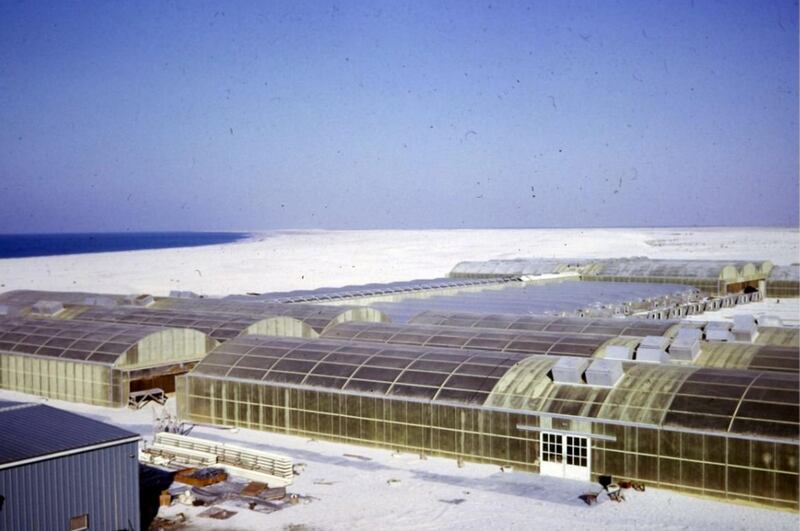 Saadiyat Island was at the heart of agricultural growth in the country. Courtesy Merle Jensen/University of Arizona