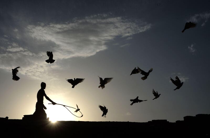 An Afghan man uses a stick to corral his flock of domesticated pigeons atop the roof of his house on the outskirts of Jalalabad. Noorullah Shirzada.