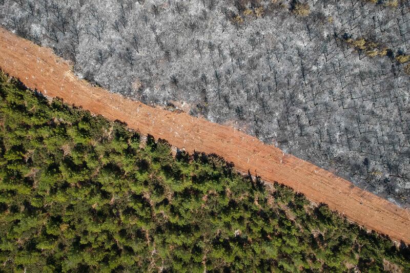 A track divides burnt trees from living ones in a forest in the Mugla district. Turkey struggled against its deadliest fires in decades this summer. AFP