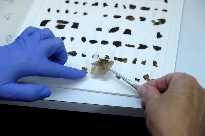 A worker of the Israeli Antiquity Authority sews fragments of the Dead Sea scrolls which includes biblical verses in a preservation laboratory of the Israel Museum in Jerusalem. 