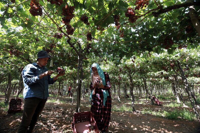 epa09270378 Workers harvest grape at the farm in Khatatba al-Minufiyah Governorate in Egypt, 14 June 2021. Table grape of this farm is exported to the EU countries, mainly Germany, England and Netherlands.  EPA-EFE/KHALED ELFIQI *** Local Caption *** 56967457