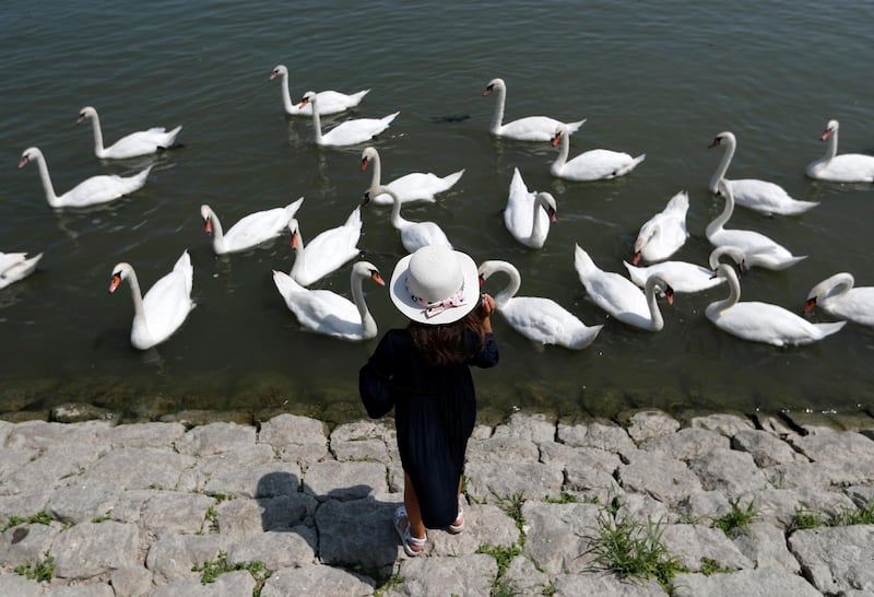 A girl feeds swans on the bank of the Danube river in Belgrade, Serbia. AP