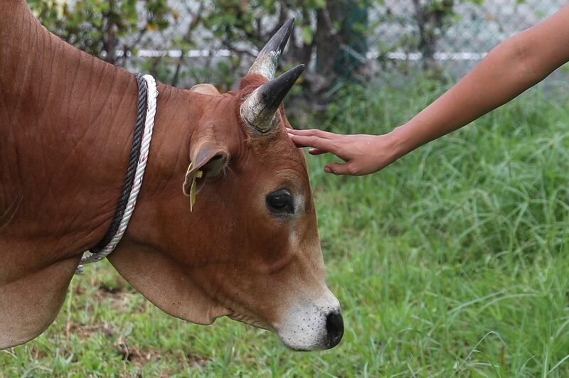 epa06963479 A man rubs the head of a cow before it is slaughtered as a sacrifice during Eid al-Adha celebration in Kuala Lumpur, Malaysia, 22 August 2018. Eid al-Adha is the holiest of the two Muslims holidays celebrated each year, it marks the yearly Muslim pilgrimage (Hajj) to visit Mecca, the holiest place in Islam. Muslims slaughter a sacrificial animal and split the meat into three parts, one for the family, one for friends and relatives, and one for the poor and needy.  EPA/FAZRY ISMAIL