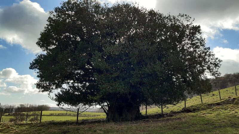 Holly on the Hill in Hawnby, north Yorkshire.