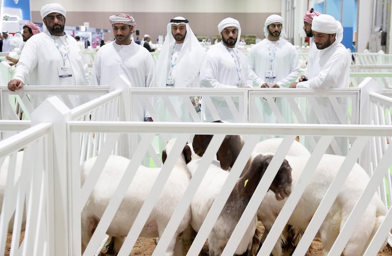 ABU DHABI ,  UNITED ARAB EMIRATES , SEPTEMBER 2 – 2019 :- Visitors looking goats at the EuroTier Middle East animal farming exhibition held at ADNEC in Abu Dhabi. ( Pawan Singh / The National ) For News. Story by Daniel