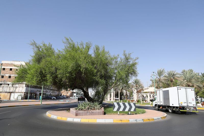 A sidr tree in a roundabout at Al Dar Street in Al Ain City.