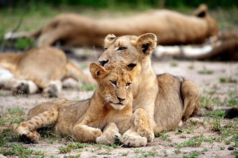 Lion cubs (Panthero leo), Sabi Sands Game Reserve, Mpumalanga, South Africa, Greater Kruger National Park. Ariadne Van Zandbergen /  Lonely Planet Images