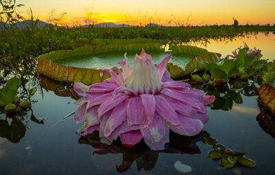 The football-sized flower of the giant water lily Victoria species, of the Brazilian Pantanal wetland, turns pink after it has been pollinated. Photo: Joao Paulo Krajewski