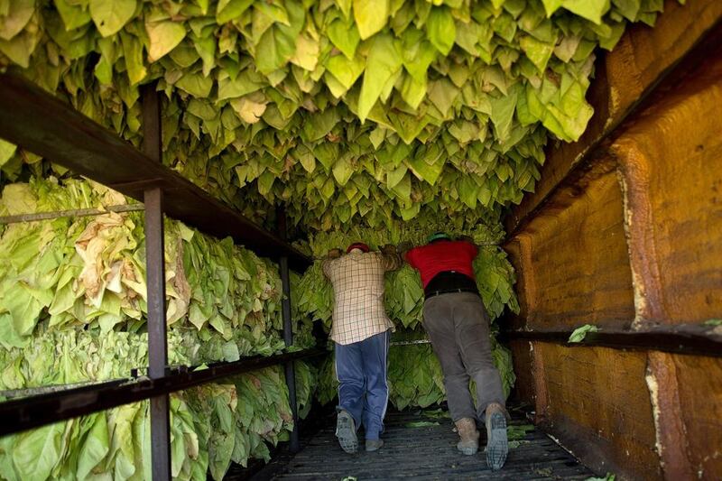 Workers load ripe tobacco leaves on to a stove for drying during the tobacco harvest on August 15, 2014 near Losar de la Vera, in Extreamdura region, Spain. Pablo Blazquez Dominguez / Getty Images