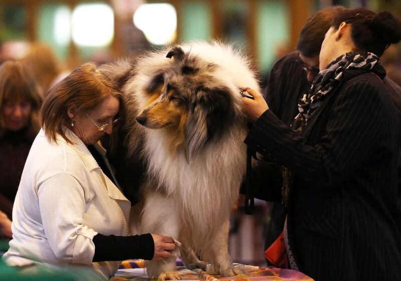 A dog is groomed on the first day of Crufts dog show. (Matt Cardy / Getty Images / March 6, 2014)