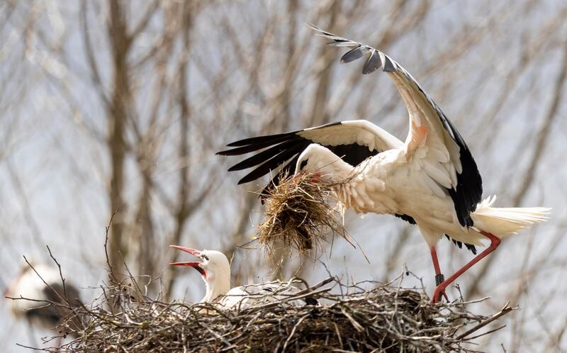 A couple of white storks  build their nest in Linkenheim, Germany.  EPA