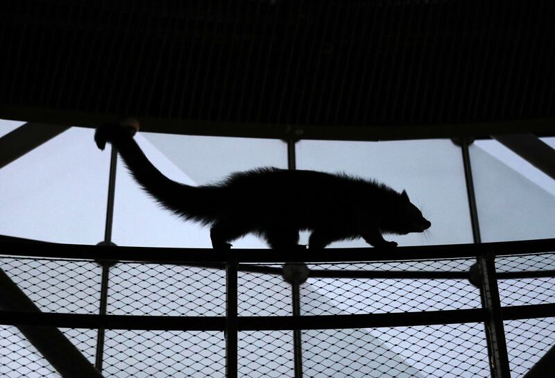 A bearcat at the biodome.