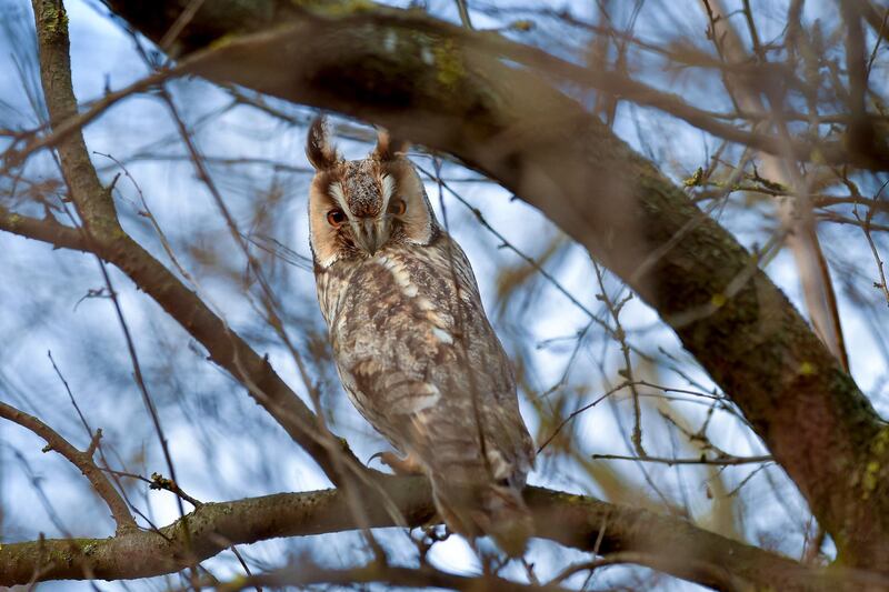 A long-eared owl perches on a tree near the munincipality of Hortobagy, northeastern Hungary. EPA
