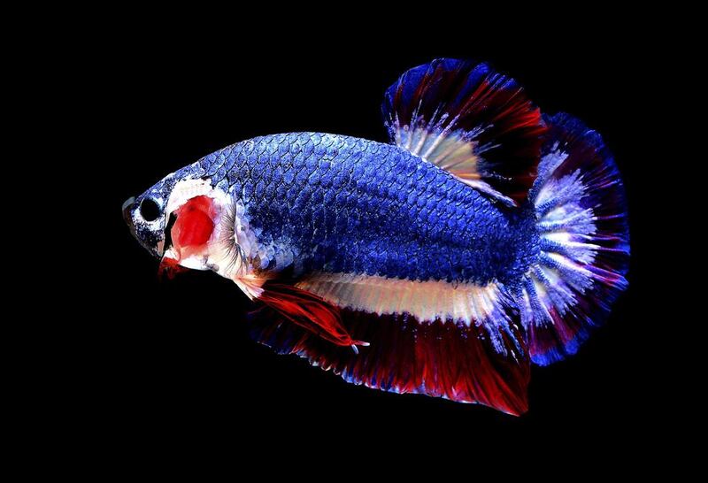 A Siamese fighting fish with colours resembling the Thai national flag swims in a fish tank in Nakhon Pathom, Thailand. The fish was sold for a record breaking 53,500 baht (Dh5,500) after pictures of its blue, red and white horizontal stripes - colours of the Thai national flag – went viral when it was posted on a private auction group on Facebook. Chuchat Lekdeangyu/Shutter Prince via AP