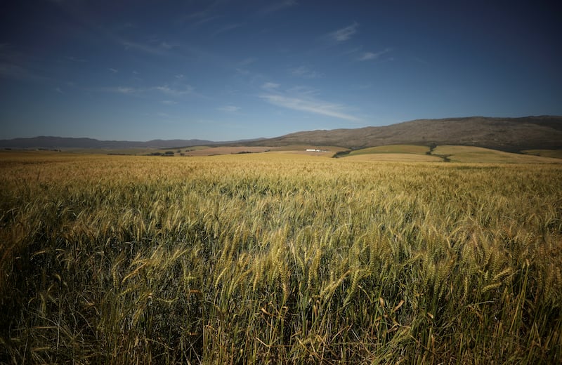 Grain fields in South Africa. Reuters