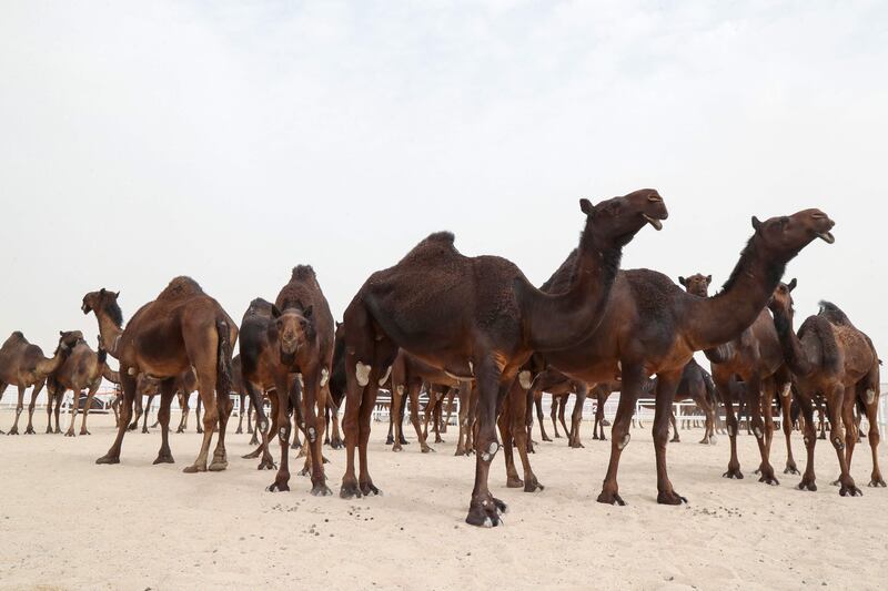 The festival has attracted Qatar's growing urban population as well as its desert-dwelling Bedouin.