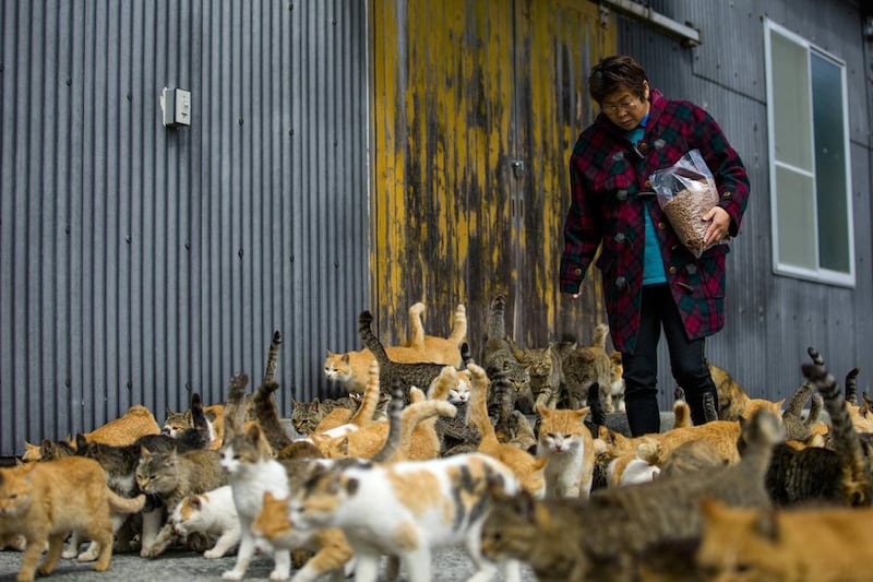 Cats crowd around village nurse and Ozu city official Atsuko Ogata on Aoshima Island. Reuters