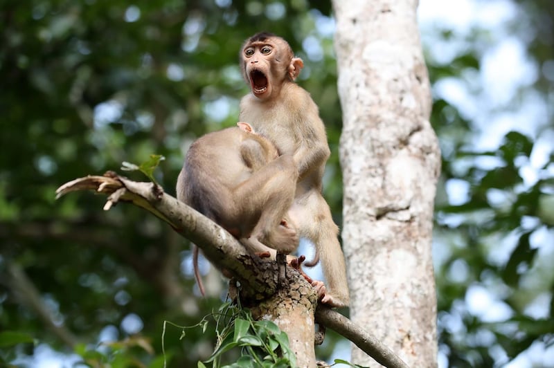 Monkey Business. Megan Lorenz / Comedy Wildlife Photo Awards 2020