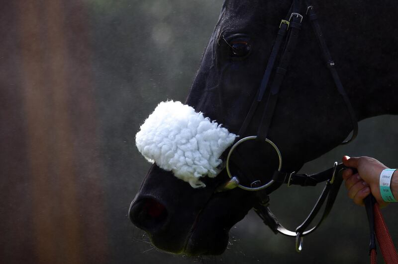 A horse is seen in the unsaddling area. Getty Images