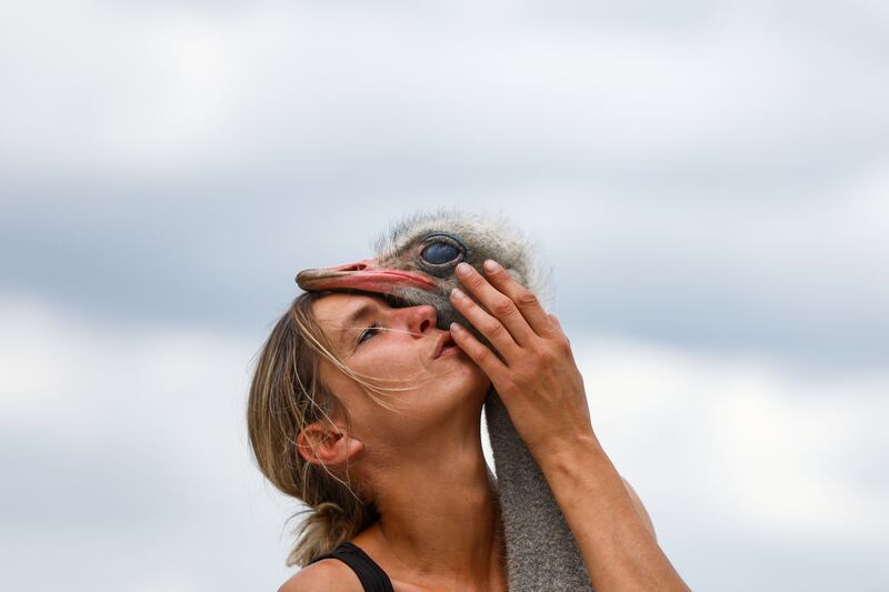 Wendy Adriaens, nicknamed the 'Ostrich Whisperer' and owner of animal rescue farm De Passiehoeve, poses for a photo with 3-year-old male ostrich Flodder, in Kalmthout, Belgium. EPA