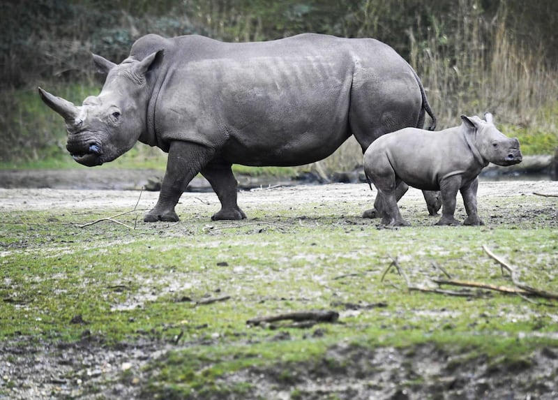 A young white rhinoceros named 'Rolf' walks next to an adult rhino on the savannah plain of the Burgers' Zoo in Arnhem, The Netherlands. It is the first time that the little rhino meets other members of his species out on the plain.  EPA