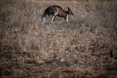 A kangaroo walks through a drought-effected paddock on September 18, 2019 on the outskirts of Dubbo, Australia. Getty Images