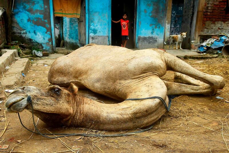 A child looks at a camel brought from Western Indian state of Rajasthan to Kolkata for Eid Al Adha. AFP