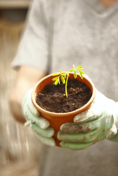 Hand with glove holding flowerpot with Moringa seedling