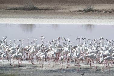 The Al Wathba Wetland Reserve is the second most successful breeding site for Greater Flamingos, where 1,228 of the migratory birds breed during the winter. Antonie Robertson / The National