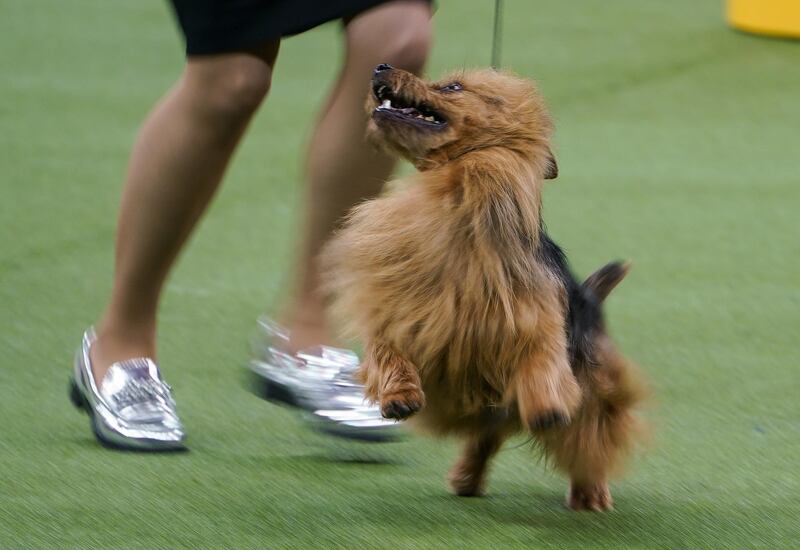 Pure joy: A dog takes part in the terrier group competition on February 11, 2020. Reuters