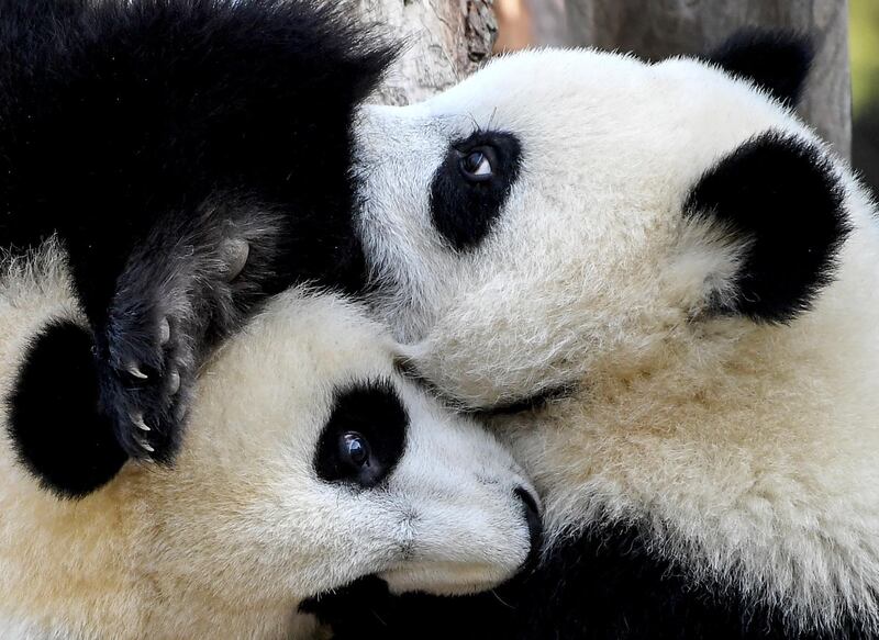 The panda twins Pit and Paule play in their enclosure at the Berlin Zoo.  AP