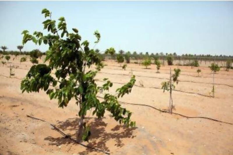 Mullberries with irrigation lines at an Abu Dhabi farm. Some experts have questioned the worth of agriculture in the heat of the country's summer due to the amount of water it takes to maintain yields. Andrew Henderson / The National