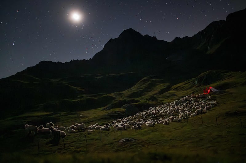 Volunteers camp with sheep in Pontimia Pasture in the Swiss Alps to guard the livestock against wolves. AFP