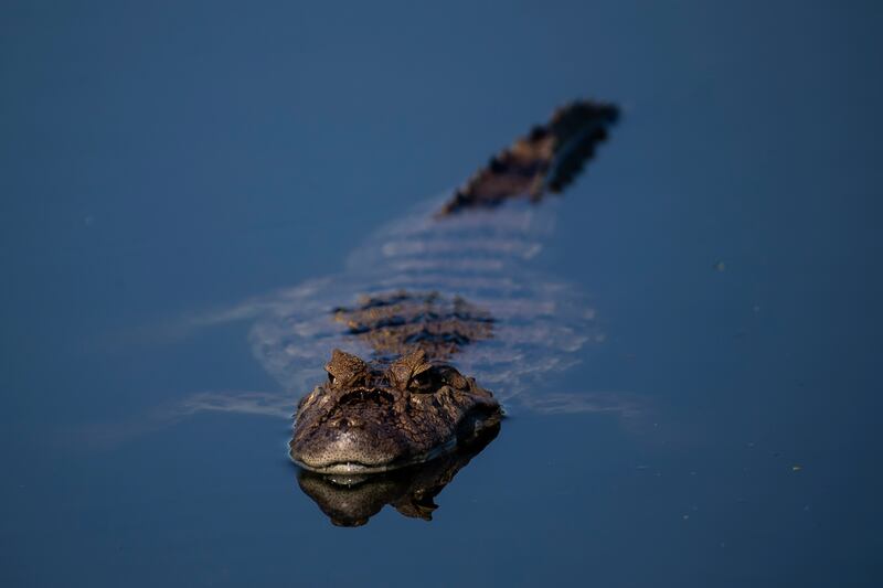 Alligators tend to prefer freshwater lakes, slow-moving rivers and wetlands. AP