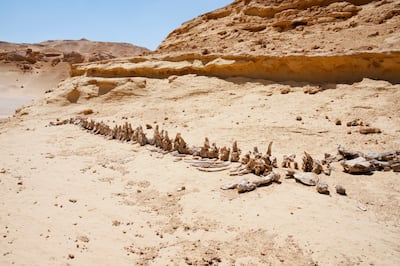 A Dorudon Atrox whale skeleton In Wadi El Rayan, El Fayoum, Egypt. Getty Images