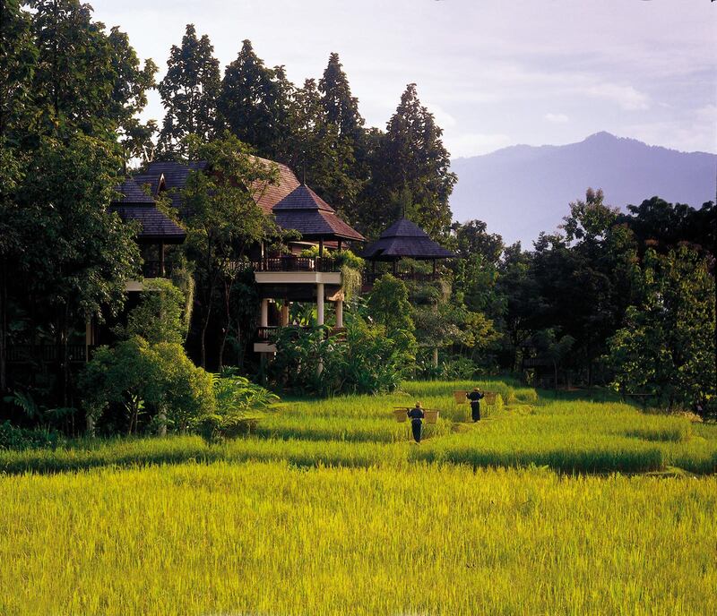 A handout photo showing local workers in the rice fields at Four Seasons Chiang Mai (Photo by Robert Miller)