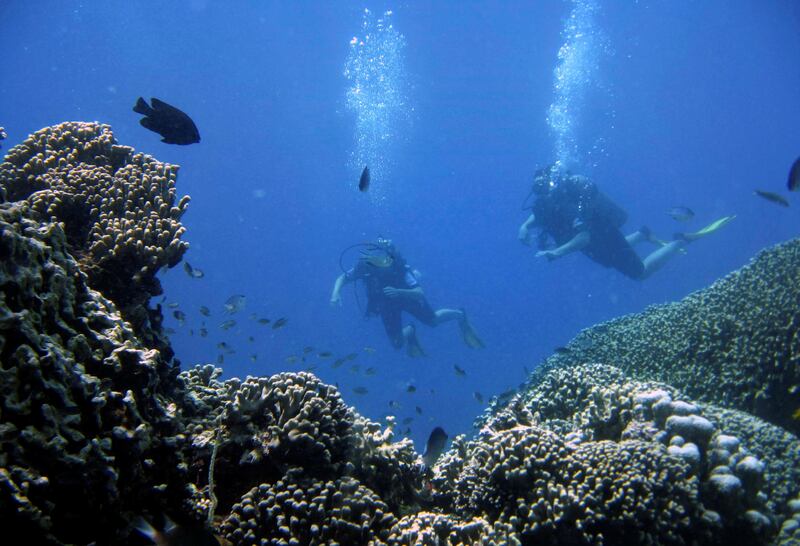 Ascending too fast can cause the pressure outside the body to fall rapidly, leading to gases bubbling out into divers' blood and tissues, and resulting in the bends. Photo: Finbarr O'Reilly