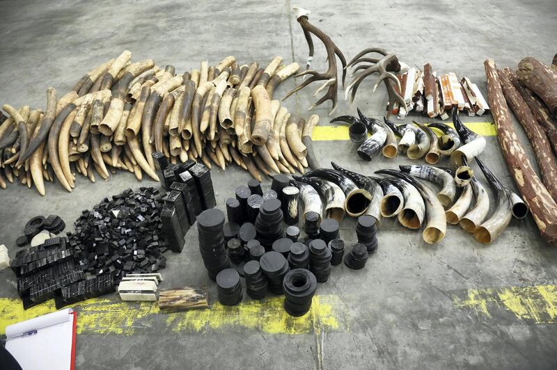 Some 1,350kg of illegal contraband, including rhinoceros horns and elephant tusks, are seized in Dubai. some of the ivory is painted black in an unsuccesful attempt to fool customs officers. Courtesy Dubai Police