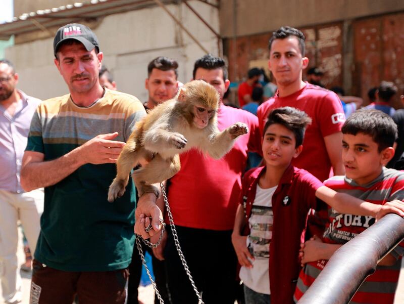 An Iraqi vendor offers a monkey at a pet market in Baghdad Friday April 19, 2019. The Pet Market (al-Ghazl market) one of Baghdadi's favorite destinations, especially on Fridays, it attracts buyers and sellers peddling birds, dogs, cats, and exotic animals such as snakes and monkeys. The market has been targeted with bombings several times during the past years the deadliest attack was in 2008 when a woman detonated explosives hidden under her traditional black robe, killing at least 62 people and wounding dozens more. (AP Photo/Hadi Mizban)