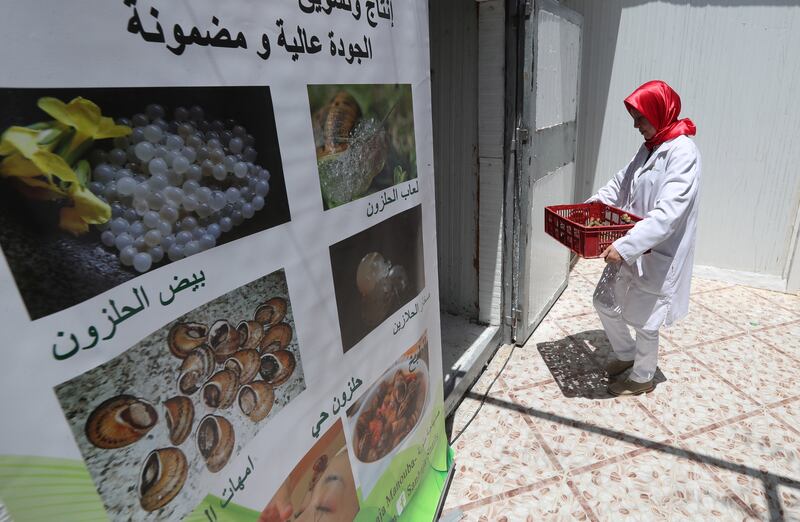 Snail farmer Fadwa Sellami prepares a batch for shipping. Figures on Tunisian agriculture suggest that about 95 per cent of the snail crop is exported and that farmers, many of them young people, are as adept with IT and marketing as they are with agriculture.